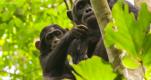 OUGANDA - Murchison Falls, l'appel des chimpanzs