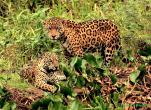 BRAZIL - JAGUARS, THE LORDS OF THE  PANTANAL